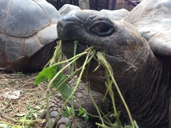 Aldabrachelys gigantea