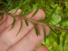 Melaleuca fulgens