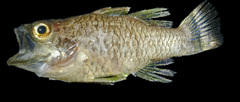 Weed Cardinalfish photo 4