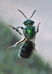 Pseudaugochlora