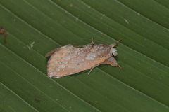 Hemiceras sparsipennis