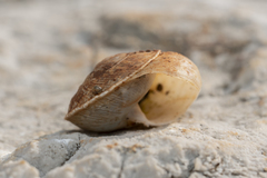 Levantina spiriplana