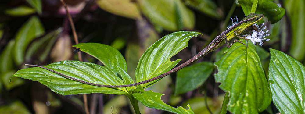 Yateras Anole