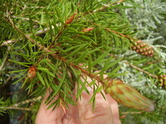 Melaleuca fulgens