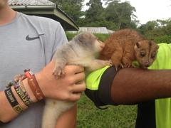 Phalangeridae