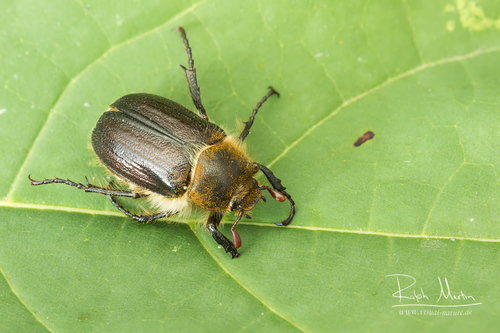 Amphimallon atrum (Herbst, 1790)