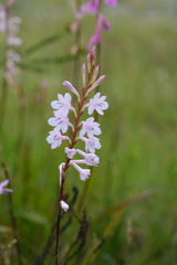 Watsonia knysnana