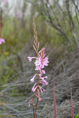 Watsonia knysnana