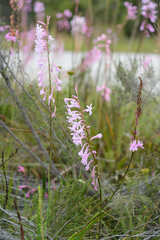 Watsonia knysnana