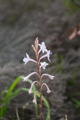 Watsonia knysnana