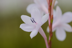 Watsonia knysnana