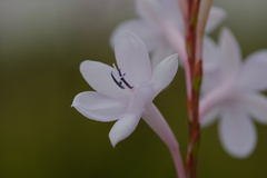 Watsonia knysnana