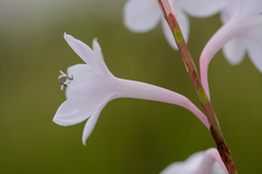 Watsonia knysnana