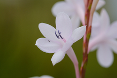 Watsonia knysnana