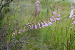 Watsonia knysnana