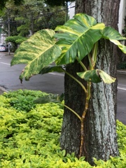 Epipremnum aureum