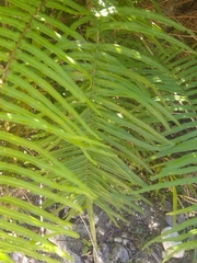 Pteris longifolia