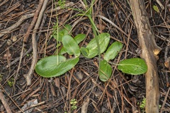 Opopanax hispidus