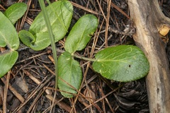 Opopanax hispidus