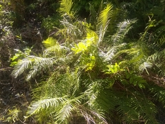 Pteris longifolia