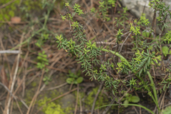 Hypericum empetrifolium