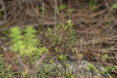 Hypericum empetrifolium