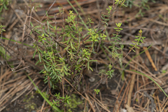 Hypericum empetrifolium