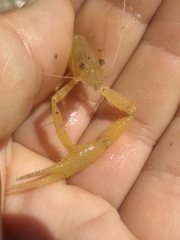 Macrobrachium faustinum