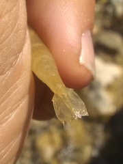 Macrobrachium faustinum