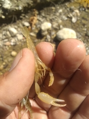 Macrobrachium faustinum