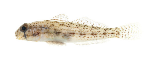 Anjer eye-bar goby (Gnatholepis anjerensis) — Gobiidae — 3