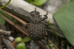 Brachycerus argillaceus