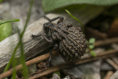 Brachycerus argillaceus