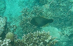 Amanses scopas