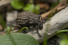 Brachycerus argillaceus