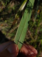 Dianella nigra