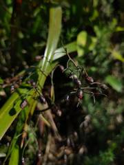 Dianella nigra