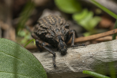 Brachycerus argillaceus