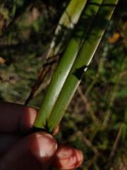 Dianella nigra