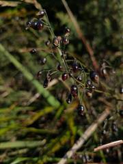 Dianella nigra