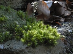 Paraleucobryum longifolium