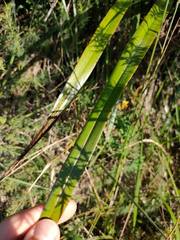 Dianella nigra