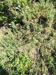 Dianella nigra