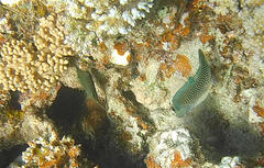Canthigaster margaritata