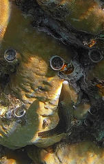 Canthigaster margaritata