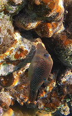 Canthigaster margaritata