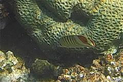 Chaetodon paucifasciatus