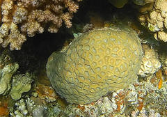 Goniastrea thecata