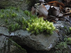 Paraleucobryum longifolium