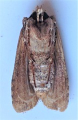 Lithophane hemina